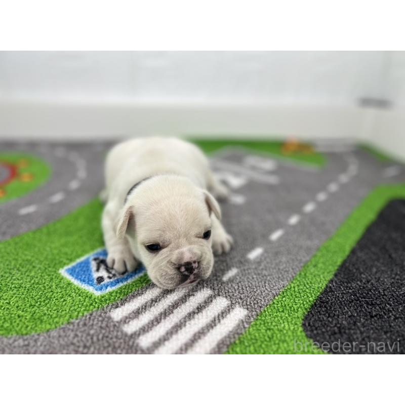 販売中の愛知県のフレンチブルドッグ-424411の4枚目