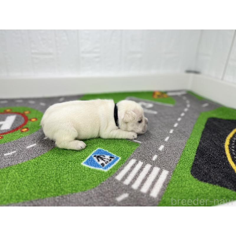 販売中の愛知県のフレンチブルドッグ-424411の2枚目