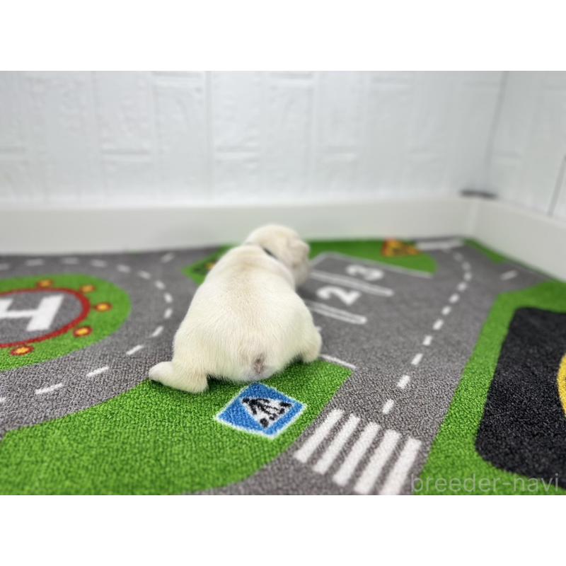 販売中の愛知県のフレンチブルドッグ-424411の3枚目