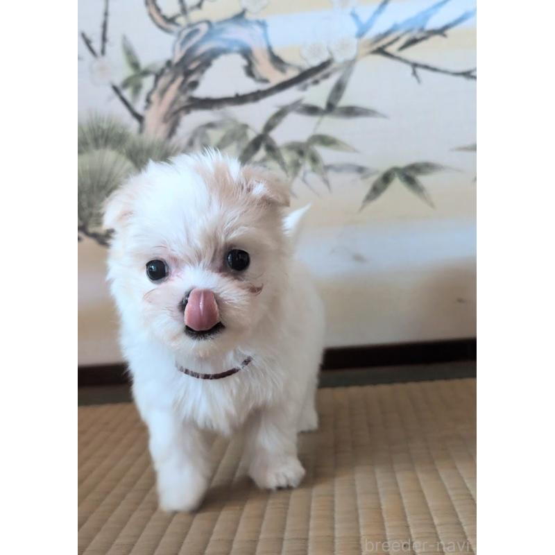 販売中の熊本県のマルチーズ-424412の9枚目