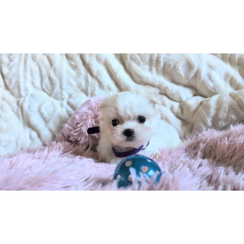 販売中の熊本県のマルチーズ-424412の8枚目