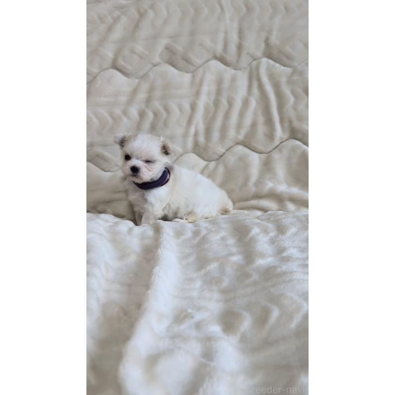 販売中の熊本県のマルチーズ-424412の7枚目