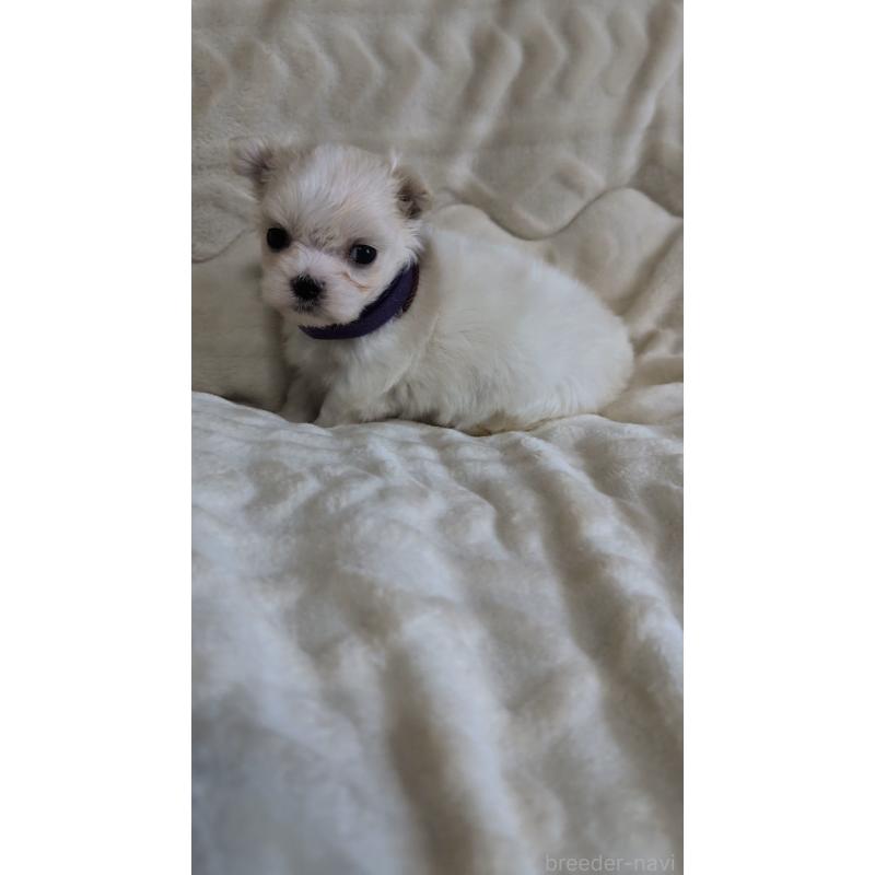 販売中の熊本県のマルチーズ-424412の6枚目