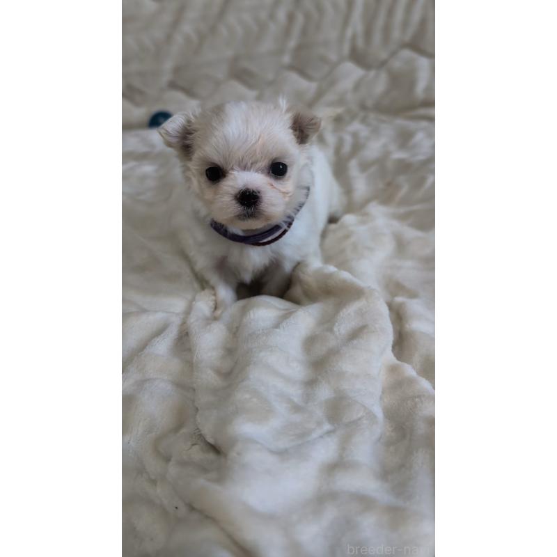 販売中の熊本県のマルチーズ-424412の5枚目