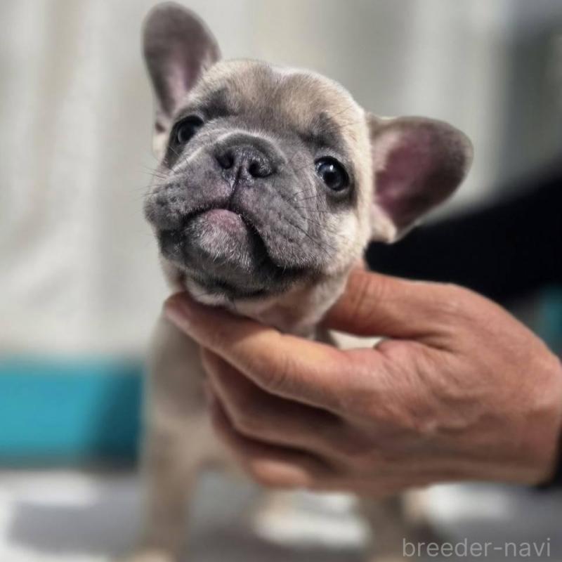 販売中の愛媛県のフレンチブルドッグ-424414の5枚目