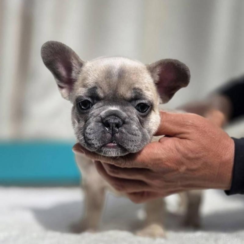 販売中の愛媛県のフレンチブルドッグ-424414の1枚目
