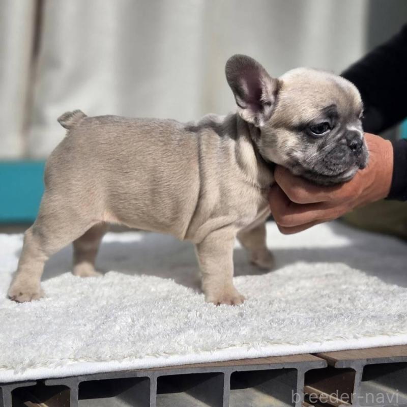 販売中の愛媛県のフレンチブルドッグ-424414の4枚目