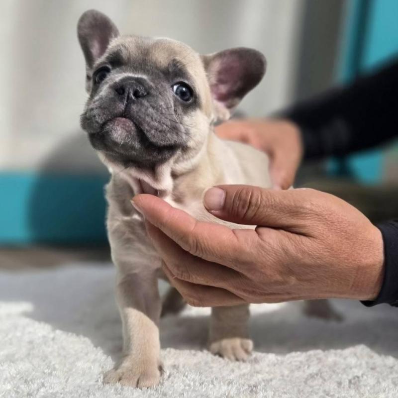 販売中の愛媛県のフレンチブルドッグ-424414の3枚目