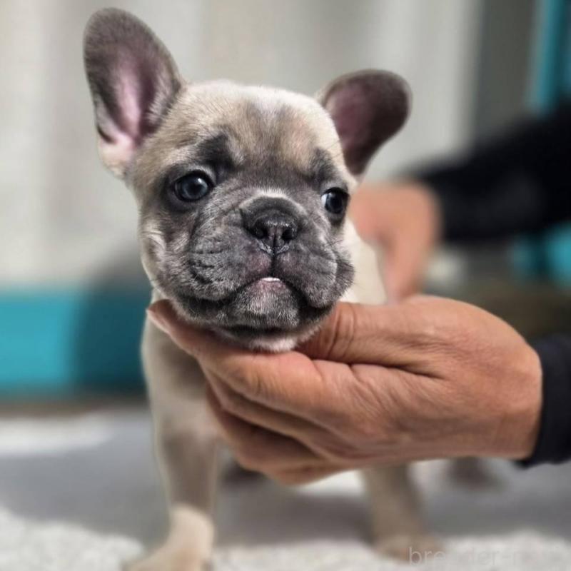 販売中の愛媛県のフレンチブルドッグ-424414の2枚目