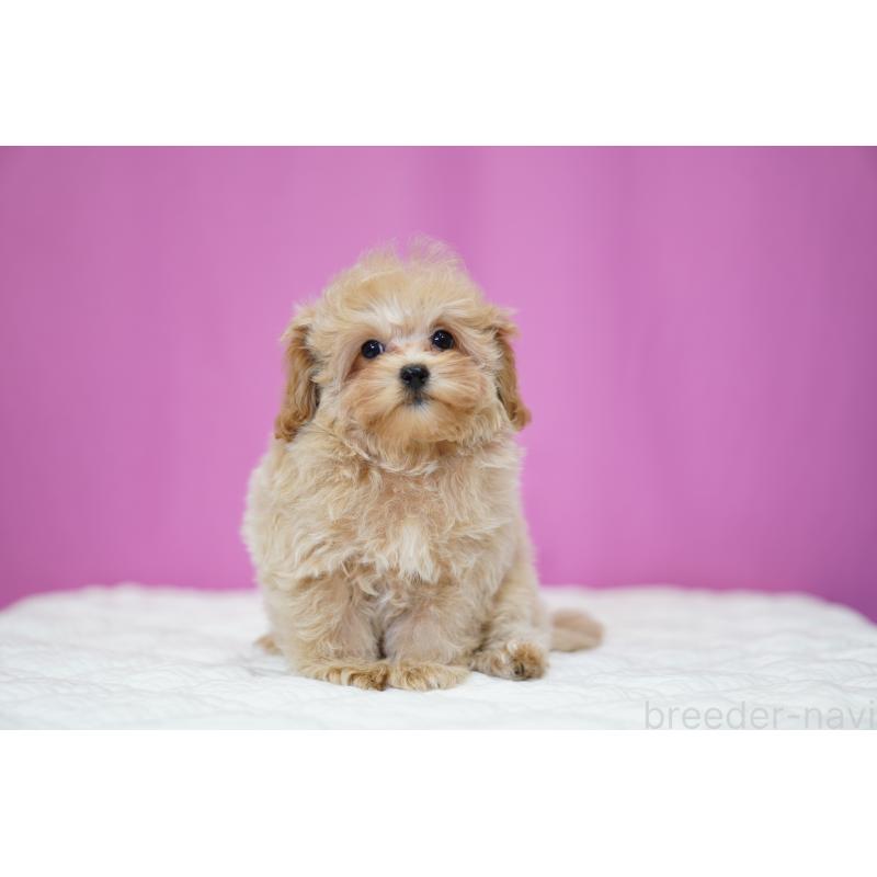 販売中の埼玉県のマルプー:マルチーズ×トイプードル-419109の13枚目