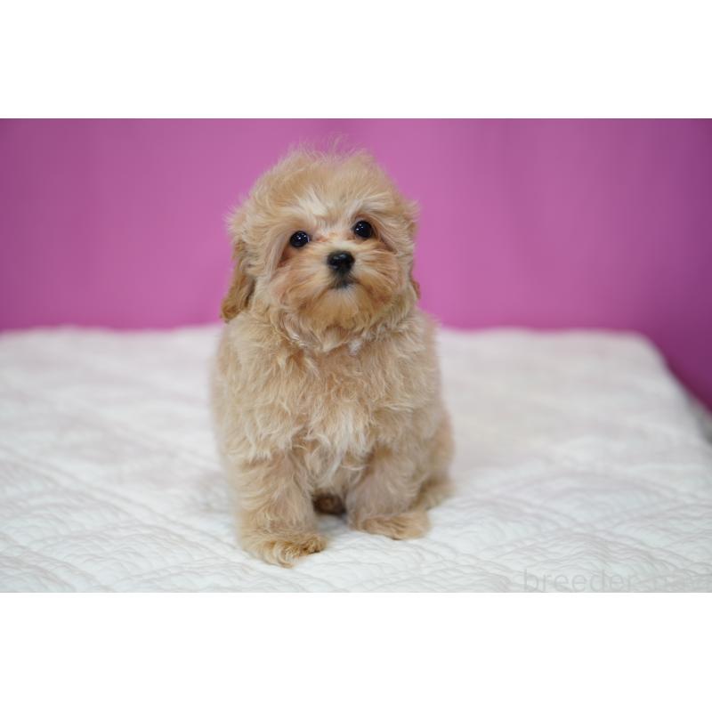 販売中の埼玉県のマルプー:マルチーズ×トイプードル-419109の11枚目