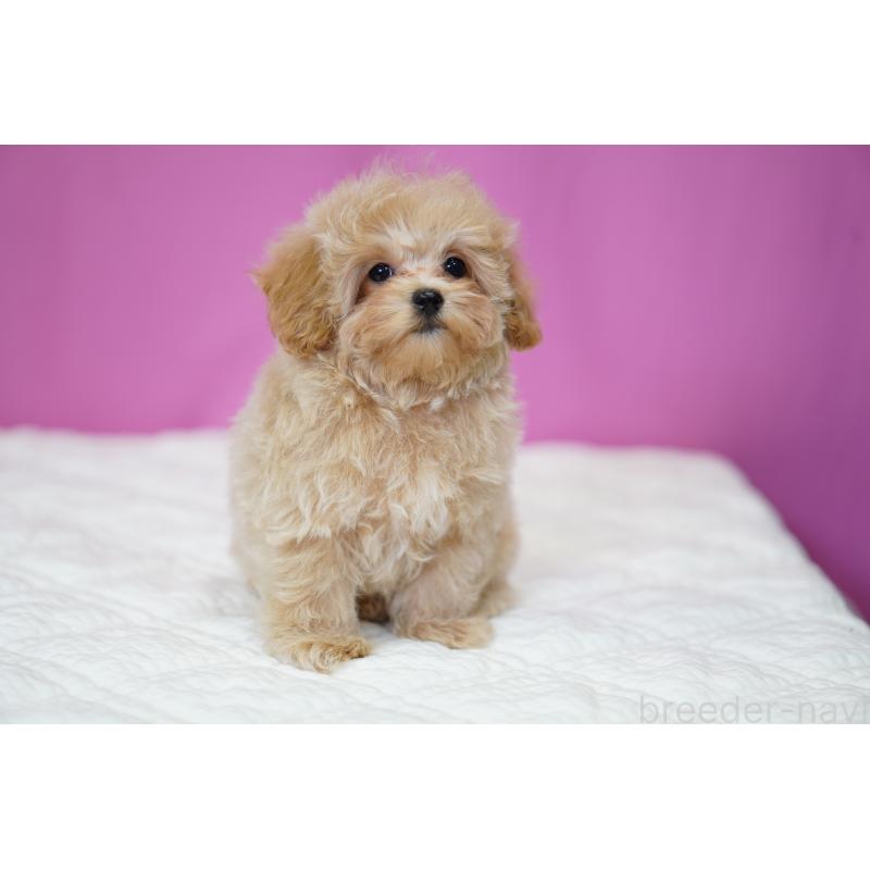 販売中の埼玉県のマルプー:マルチーズ×トイプードル-419109の10枚目