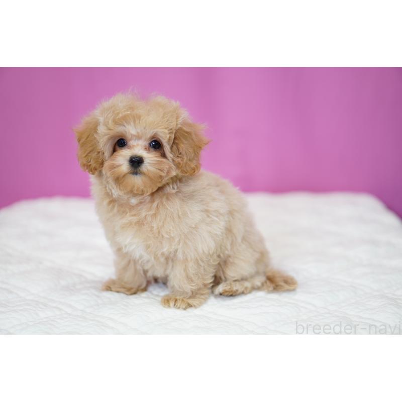 販売中の埼玉県のマルプー:マルチーズ×トイプードル-419109の9枚目