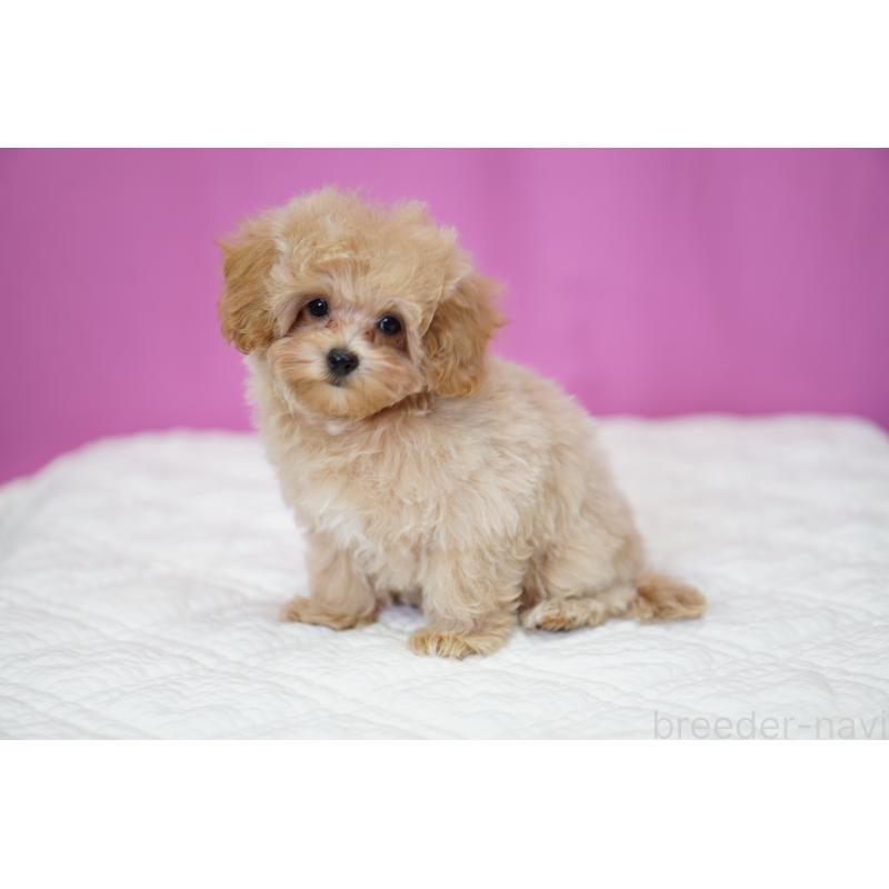 販売中の埼玉県のマルプー:マルチーズ×トイプードル-419109の8枚目