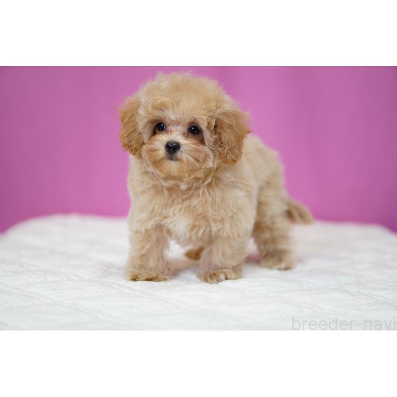 販売中の埼玉県のマルプー:マルチーズ×トイプードル-419109の7枚目