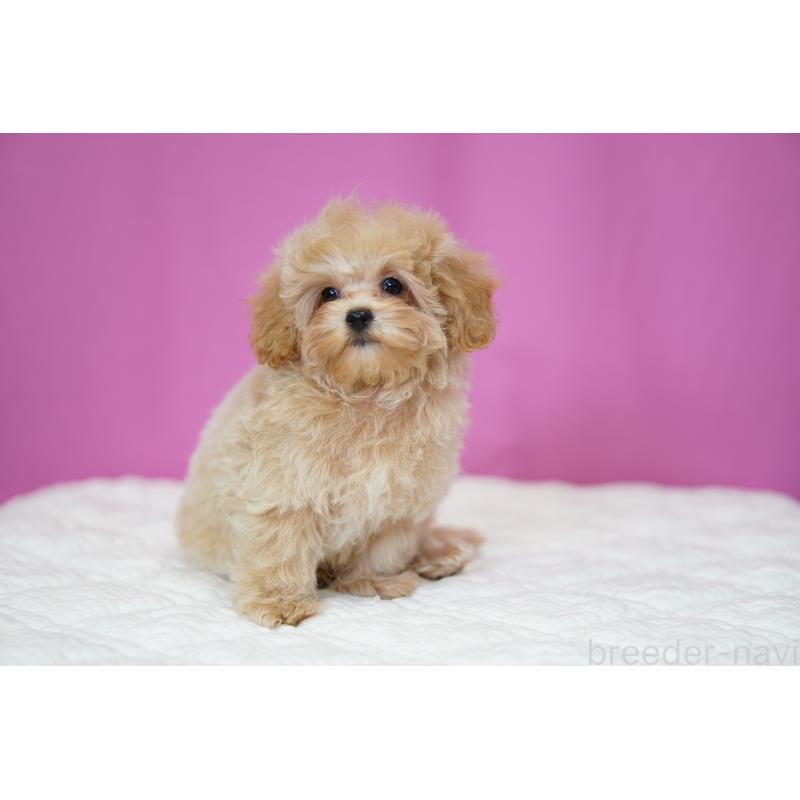 販売中の埼玉県のマルプー:マルチーズ×トイプードル-419109の6枚目