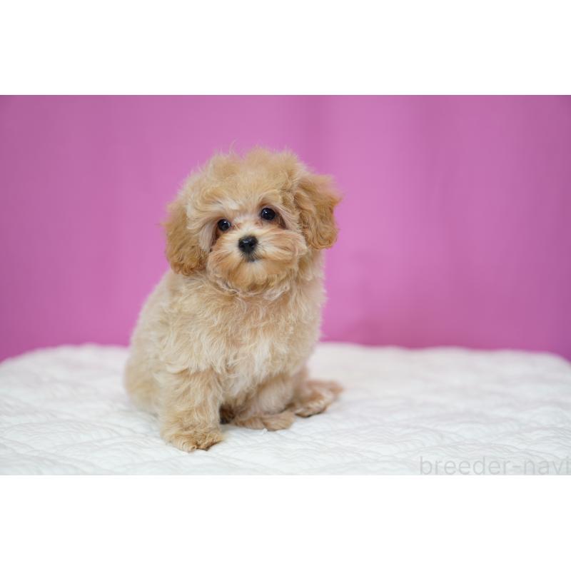 販売中の埼玉県のマルプー:マルチーズ×トイプードル-419109の5枚目