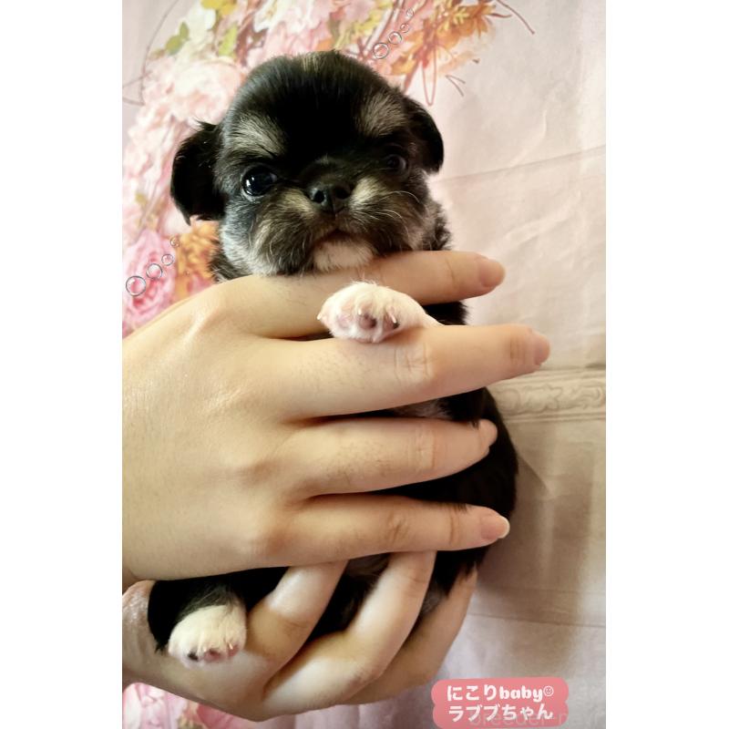 販売中の静岡県のチワワ(ロングコート)-423793の4枚目