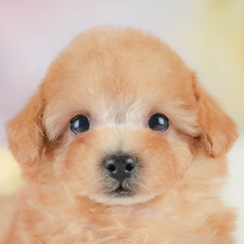 販売中の栃木県のタイニープードル-424441