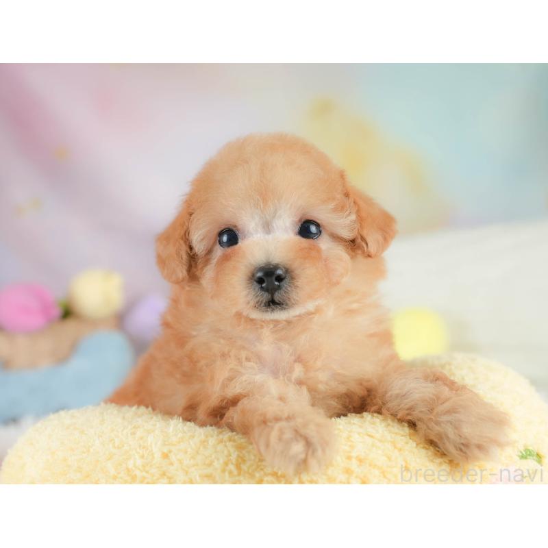 販売中の栃木県のタイニープードル-424441の12枚目