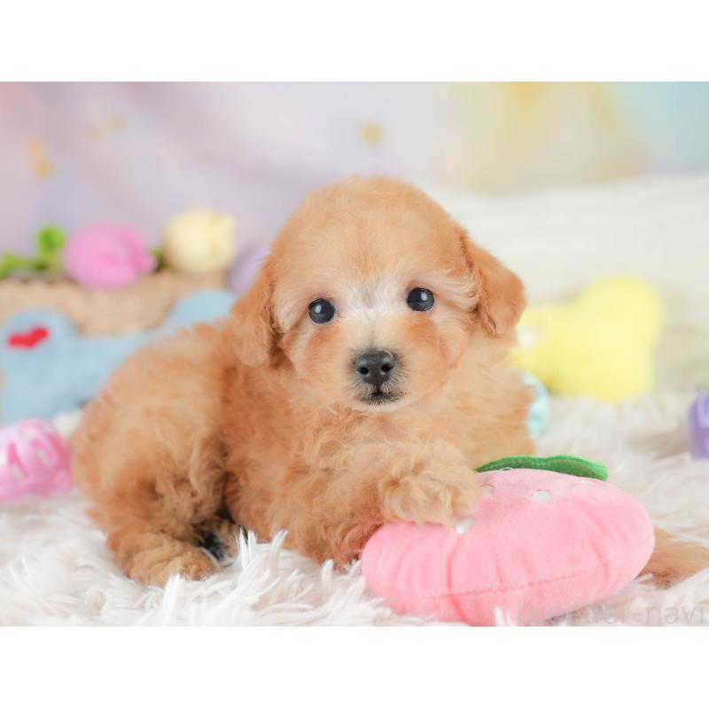 販売中の栃木県のタイニープードル-424441の11枚目