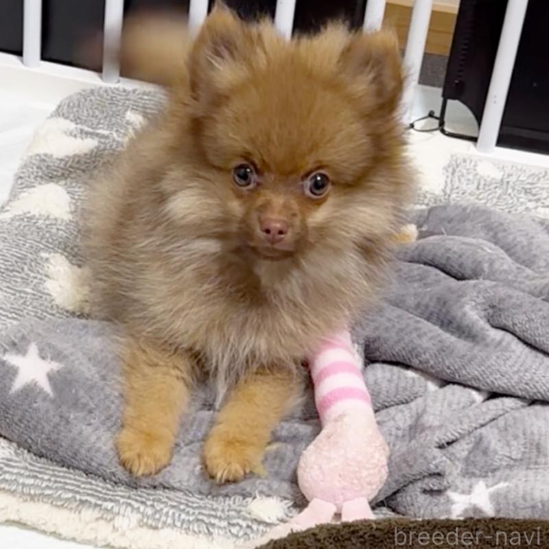 販売中の兵庫県のポメラニアン-421655