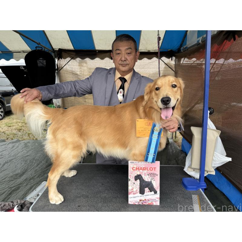 ののゴールデンレトリーバー-