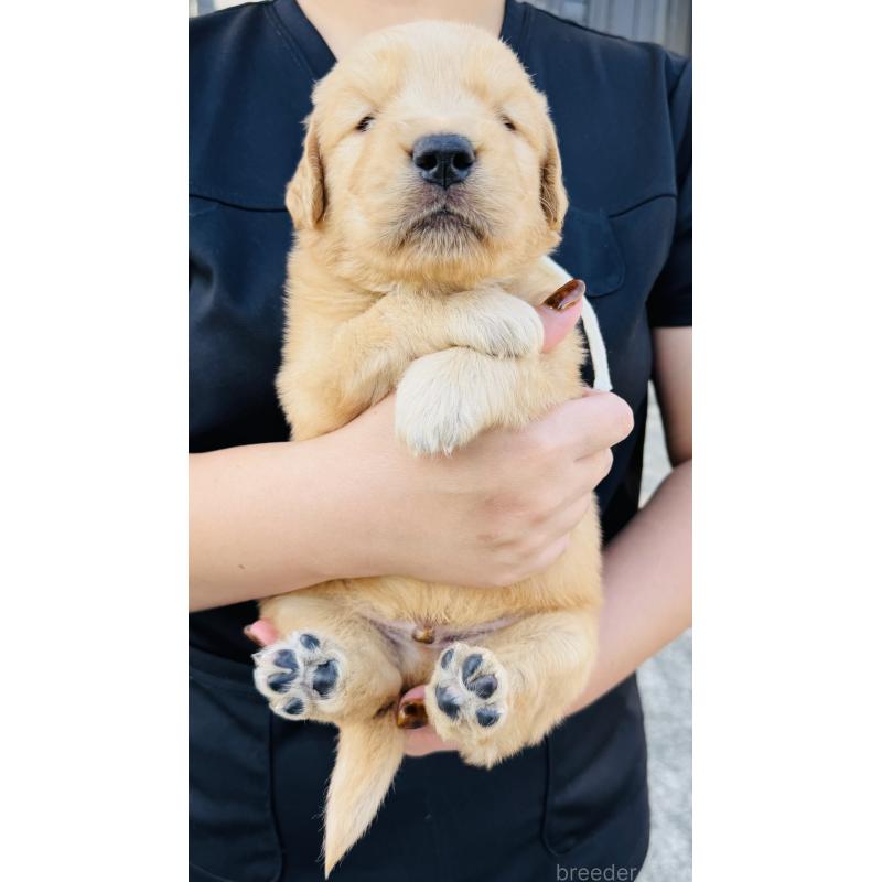 販売中の徳島県のゴールデンレトリーバー-424422の4枚目