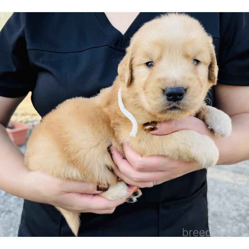 販売中の徳島県のゴールデンレトリーバー-424422の3枚目