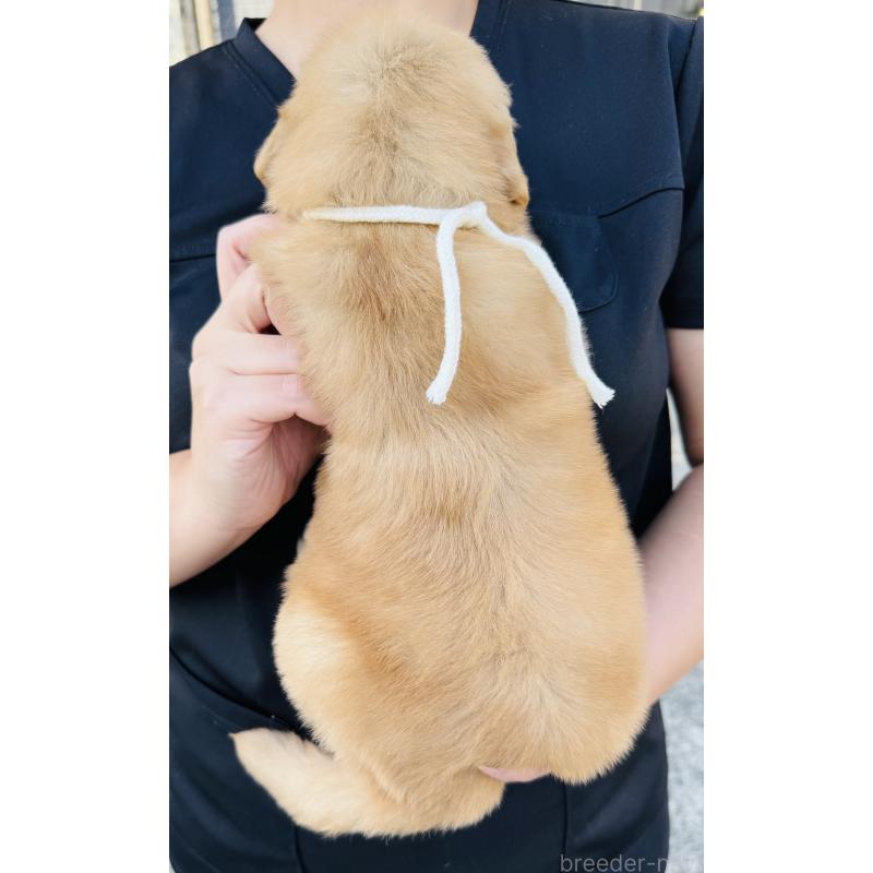 販売中の徳島県のゴールデンレトリーバー-424422の2枚目