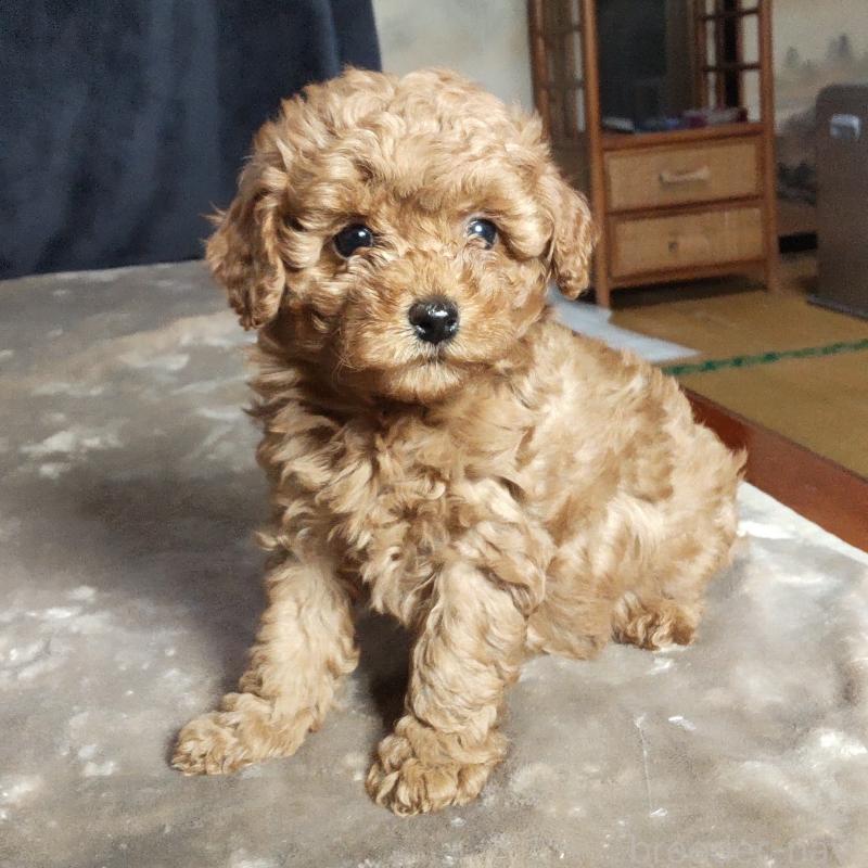 販売中の秋田県のマルプー:マルチーズ×トイプードル-415047の1枚目