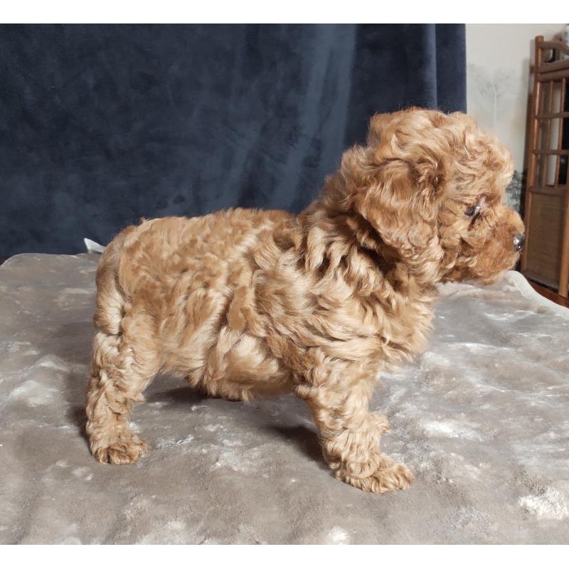 販売中の秋田県のマルプー:マルチーズ×トイプードル-415047の5枚目