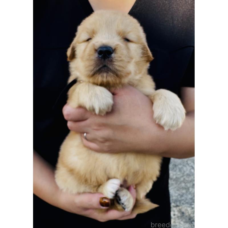 販売中の徳島県のゴールデンレトリーバー-424423の5枚目