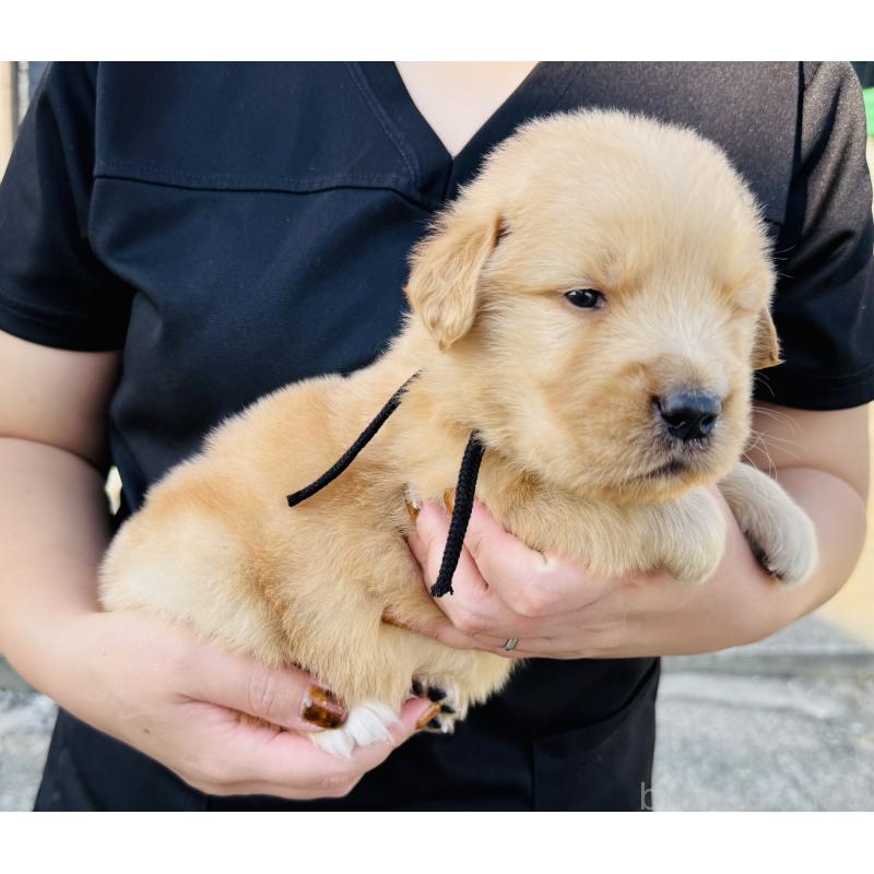 販売中の徳島県のゴールデンレトリーバー-424423の4枚目