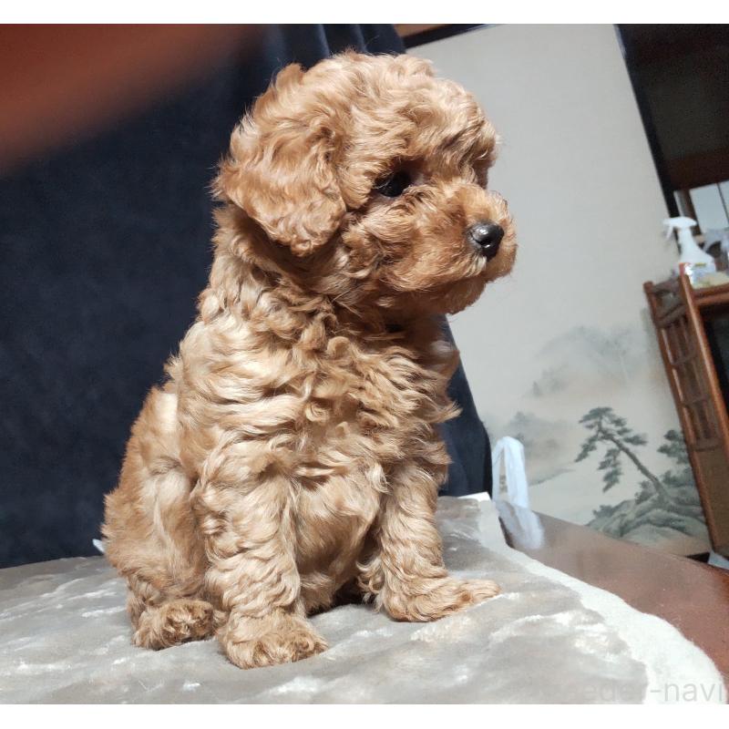 販売中の秋田県のマルプー:マルチーズ×トイプードル-415047の4枚目