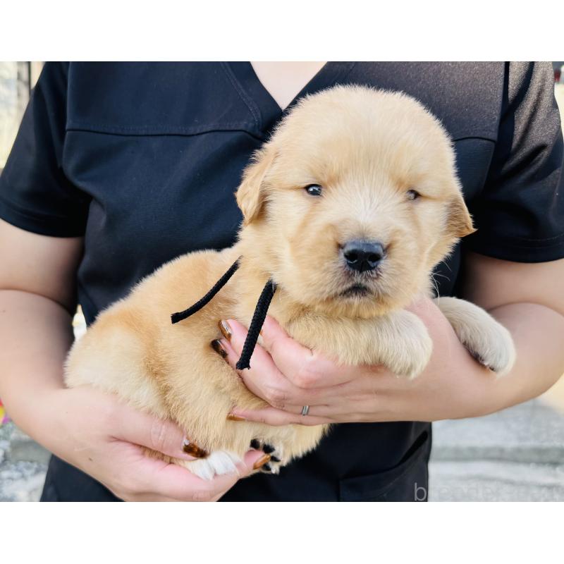 販売中の徳島県のゴールデンレトリーバー-424423の3枚目