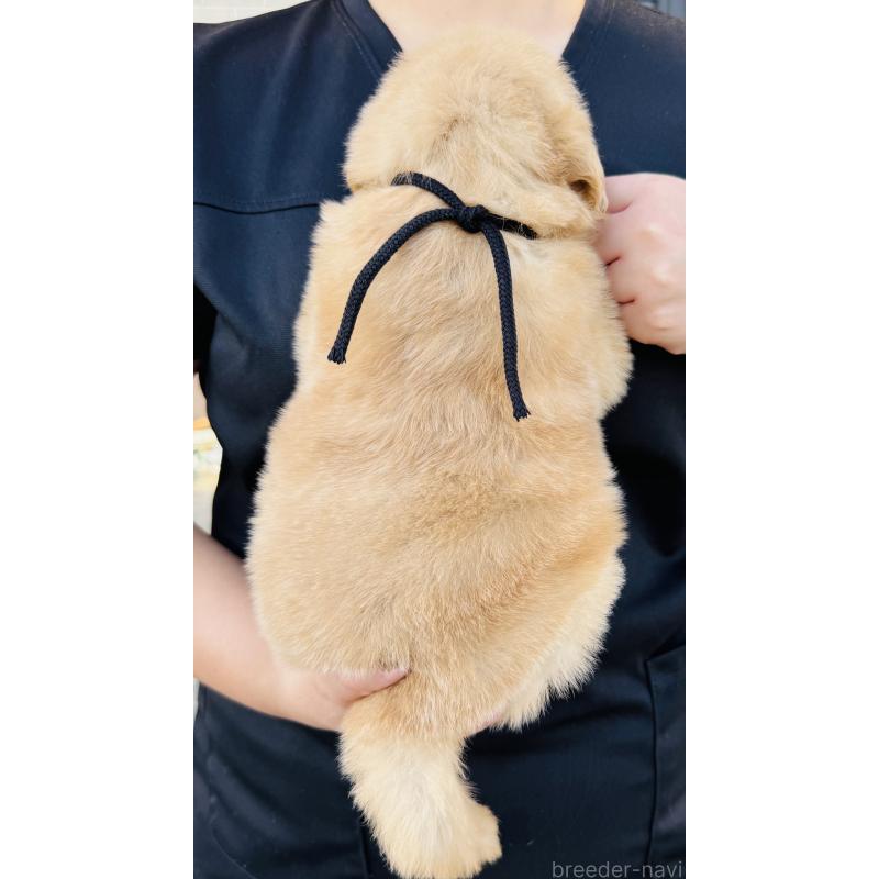 販売中の徳島県のゴールデンレトリーバー-424423の2枚目