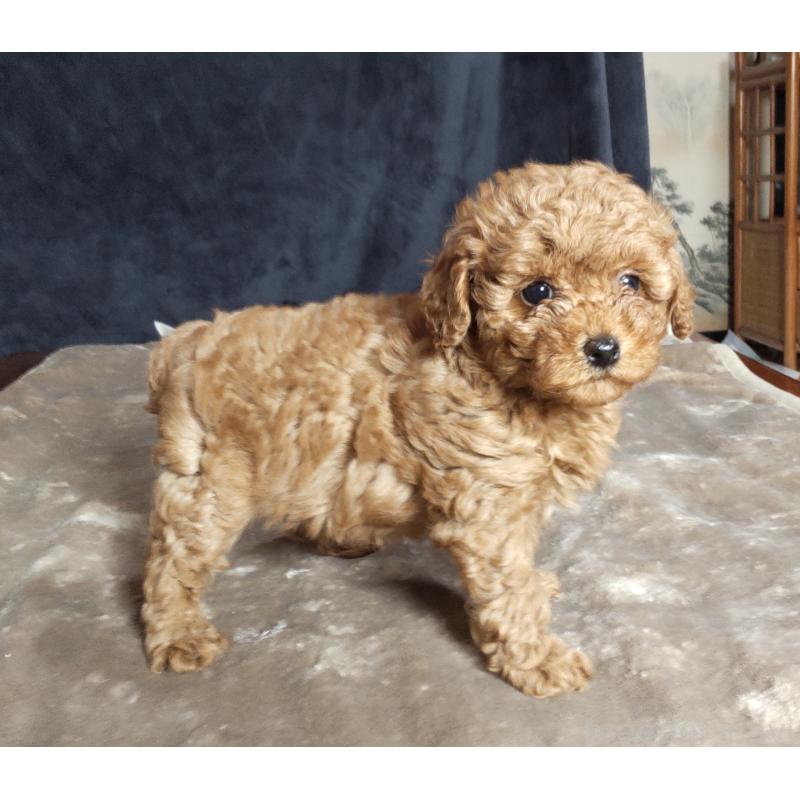 販売中の秋田県のマルプー:マルチーズ×トイプードル-415047の3枚目