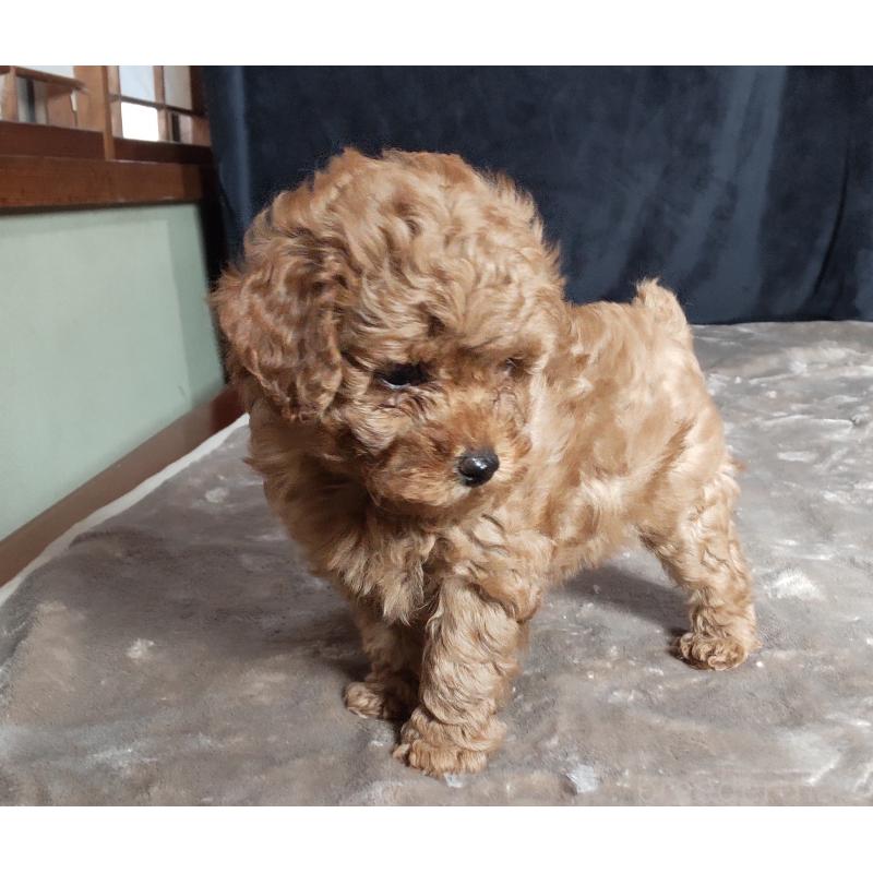 販売中の秋田県のマルプー:マルチーズ×トイプードル-415047の2枚目