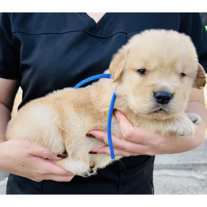 販売中の徳島県のゴールデンレトリーバー-424424の5枚目