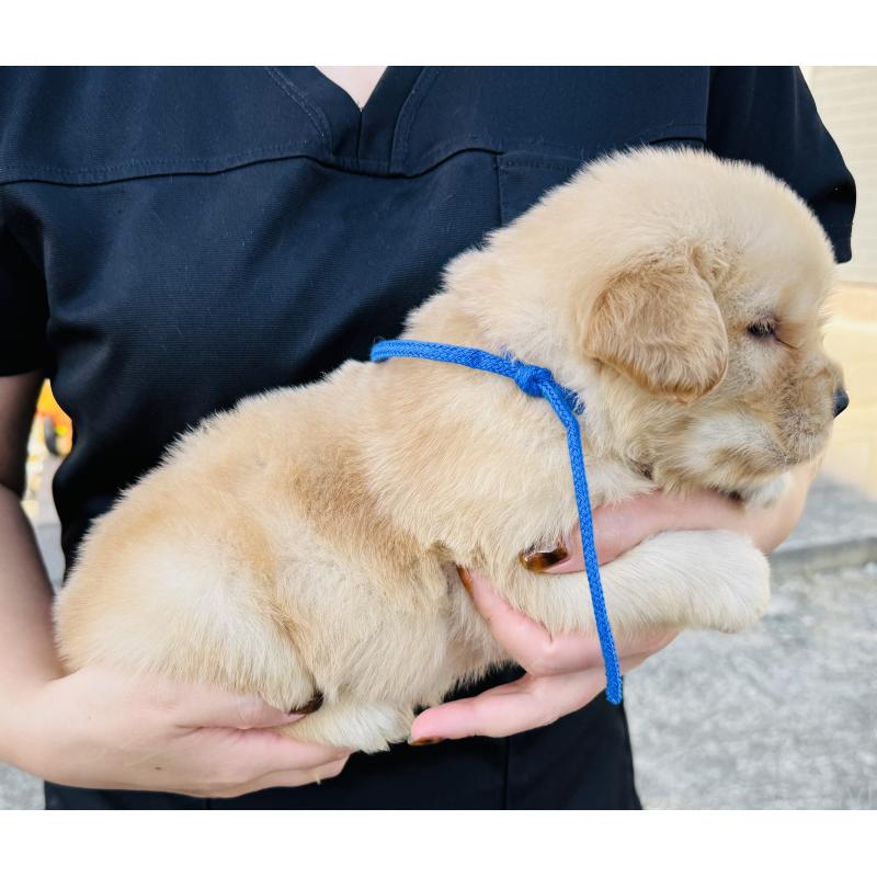 販売中の徳島県のゴールデンレトリーバー-424424の4枚目