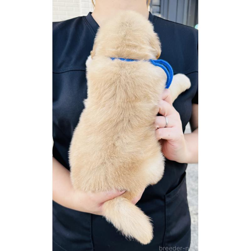 販売中の徳島県のゴールデンレトリーバー-424424の3枚目