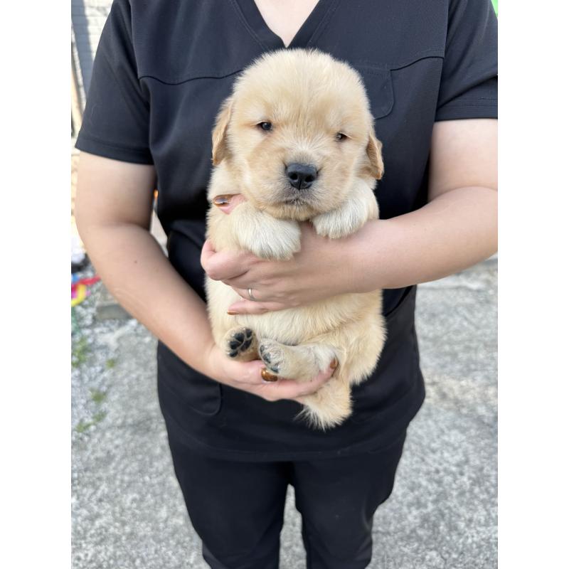 販売中の徳島県のゴールデンレトリーバー-424424の2枚目