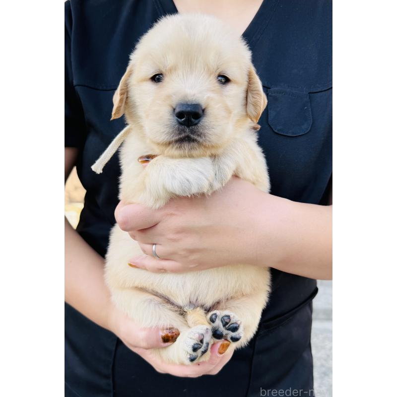 販売中の徳島県のゴールデンレトリーバー-424425の5枚目