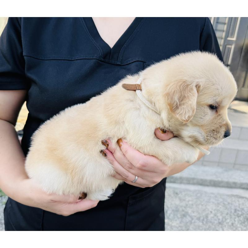 販売中の徳島県のゴールデンレトリーバー-424425の4枚目