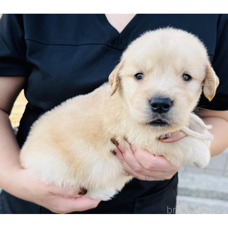 販売中の徳島県のゴールデンレトリーバー-424425の3枚目