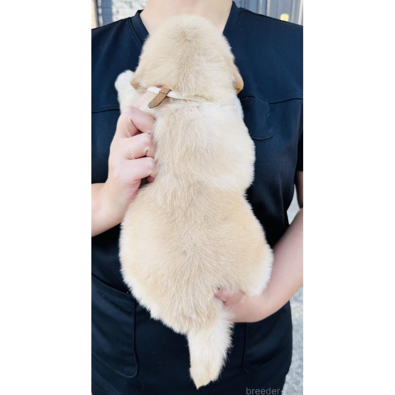 販売中の徳島県のゴールデンレトリーバー-424425の2枚目