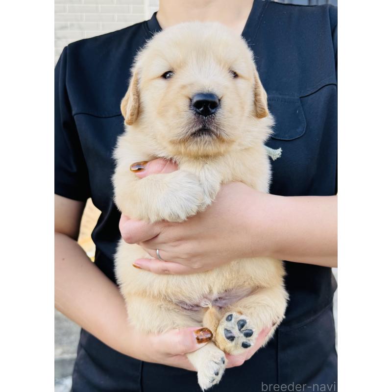 販売中の徳島県のゴールデンレトリーバー-424426の5枚目