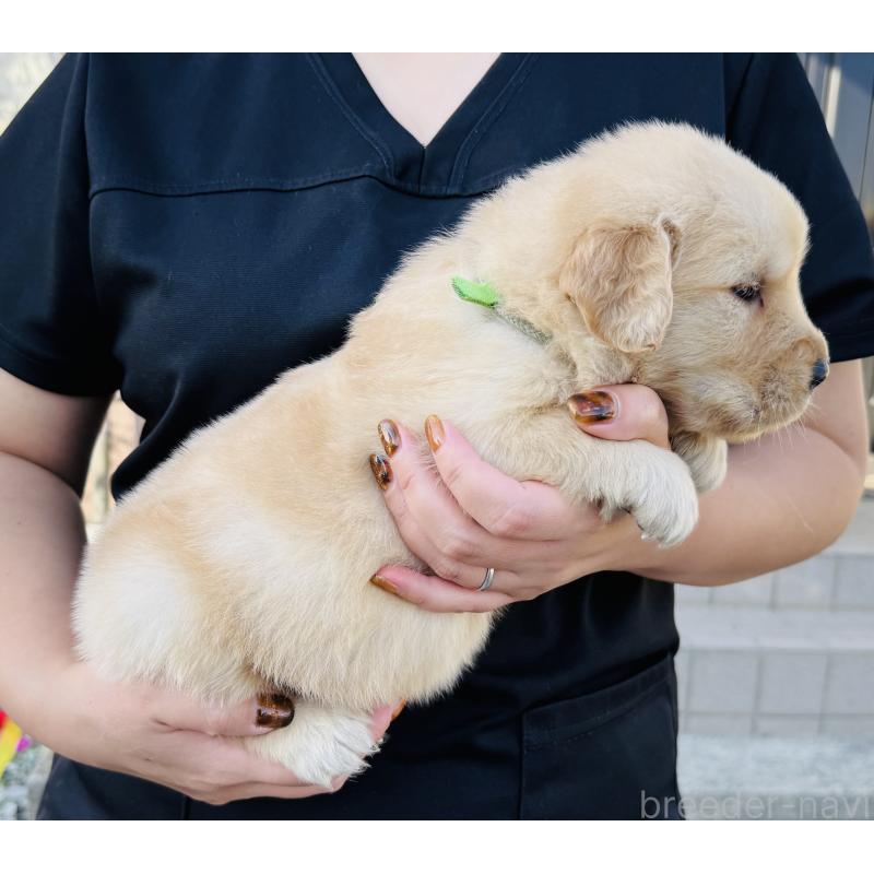 販売中の徳島県のゴールデンレトリーバー-424426の4枚目