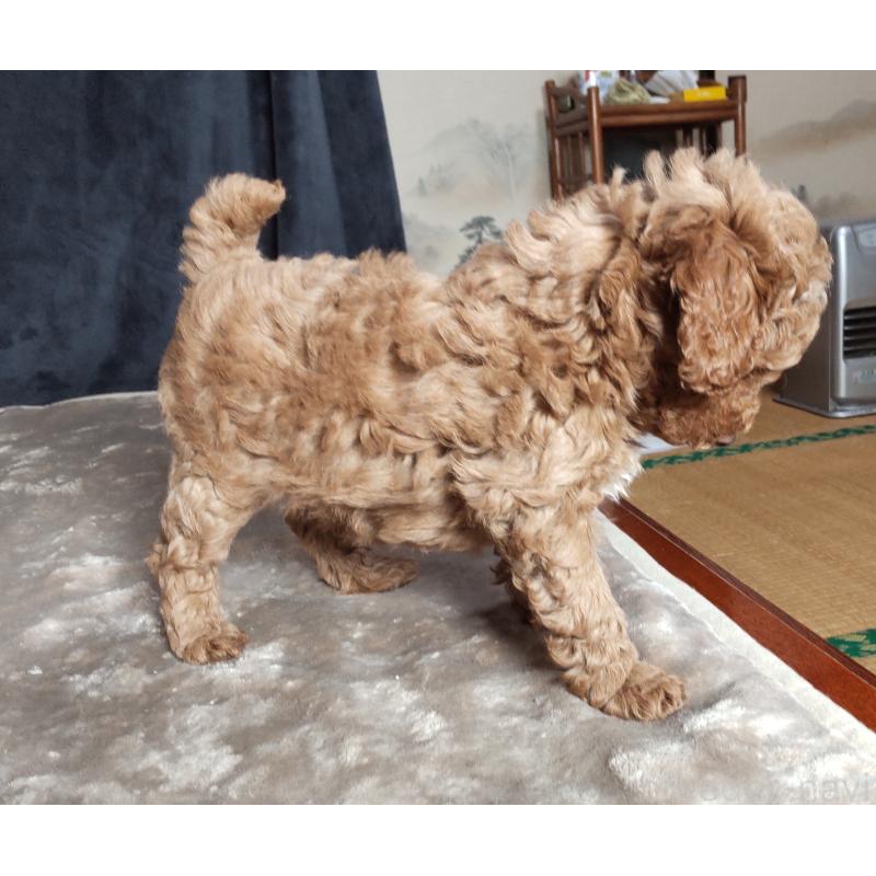 販売中の秋田県のマルプー:マルチーズ×トイプードル-424428の5枚目